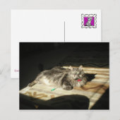 Regel voor wolkatten briefkaart (Voorkant / Achterkant)