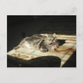 Regel voor wolkatten briefkaart (Voorkant)