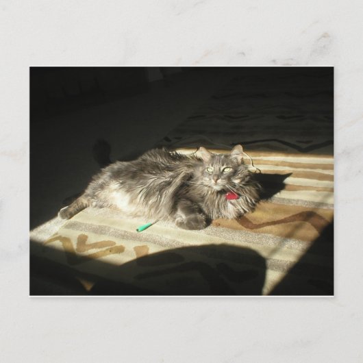 Regel voor wolkatten briefkaart (Voorkant)