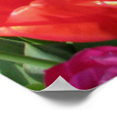 Regelboog van de Tulpen Poster (Hoek)