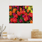 Regelboog van de Tulpen Poster (Keuken)