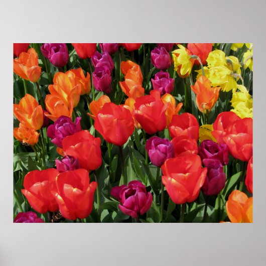 Regelboog van de Tulpen Poster (Voorkant)