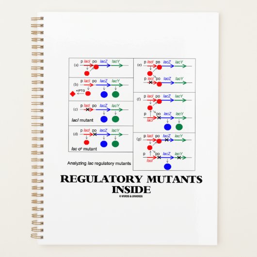 Regelgevende mutanten in Lac-aanvulling Planner (Voorkant)