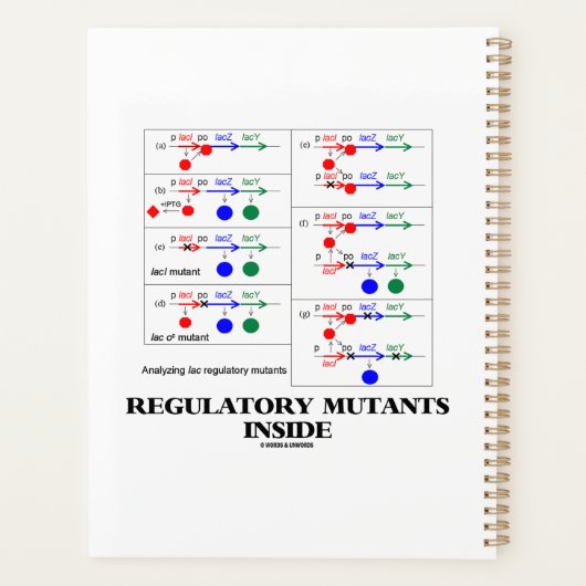 Regelgevende mutanten in Lac-aanvulling Planner (Achterkant)
