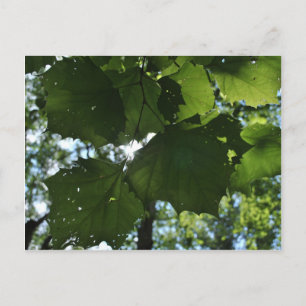 Regelmatig Natuur Briefkaart