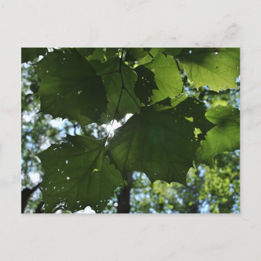 Regelmatig Natuur Briefkaart (Voorkant)