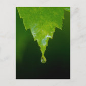 Regen Briefkaart (Voorkant)