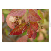 Regen daalt op jaarbladeren (Voorkant Horizontaal)