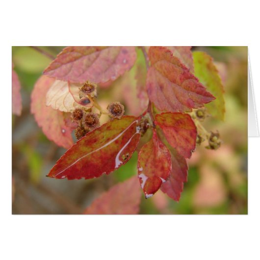 Regen daalt op jaarbladeren (Voorkant Horizontaal)