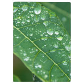 Regen daalt op Tropisch Papaya Leaf Klembord (Achterkant)