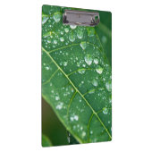 Regen daalt op Tropisch Papaya Leaf Klembord (Rechts)