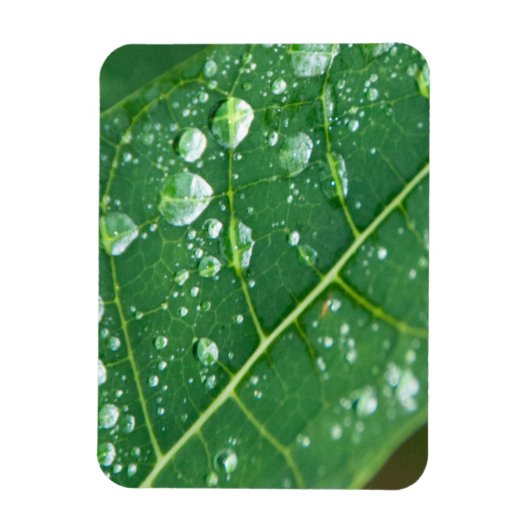 Regen daalt op Tropisch Papaya Leaf Magneet (Verticaal)