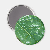 Regen daalt op Tropisch Papaya Leaf Magneet (Voorkant / Achterkant)
