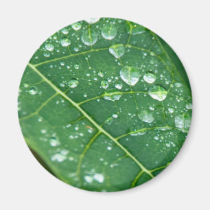 Regen daalt op Tropisch Papaya Leaf Magneet