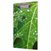 Regen druppels op groen Papaya Leaf Klembord (Links)