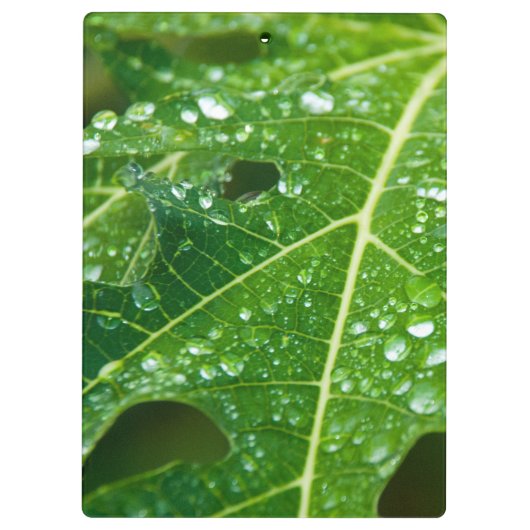 Regen druppels op groen Papaya Leaf Klembord (Achterkant)