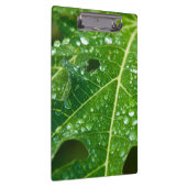 Regen druppels op groen Papaya Leaf Klembord (Rechts)