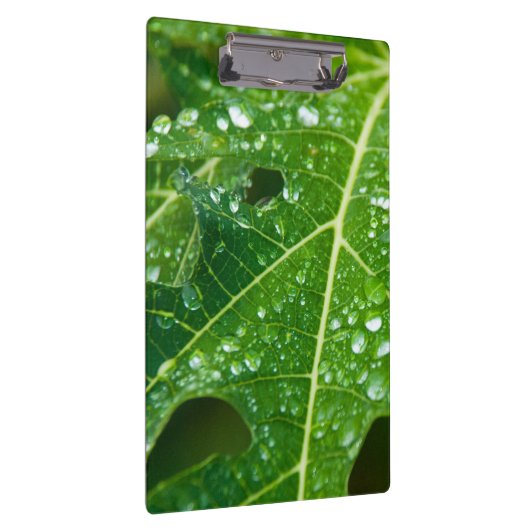 Regen druppels op groen Papaya Leaf Klembord (Rechts)