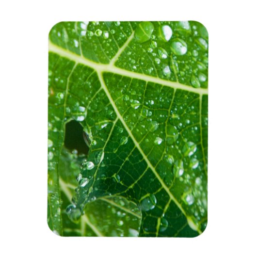 Regen druppels op groen Papaya Leaf Magneet (Verticaal)