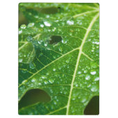 Regen druppelt op Tropisch Groen Papaya Leaf Klembord (Achterkant)