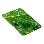 Regen druppelt op Tropisch Groen Papaya Leaf Magneet (Rechterzijde)
