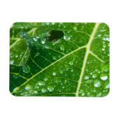 Regen druppelt op Tropisch Groen Papaya Leaf Magneet (Horizontaal)