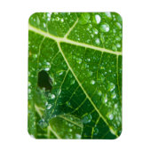 Regen druppelt op Tropisch Groen Papaya Leaf Magneet (Verticaal)