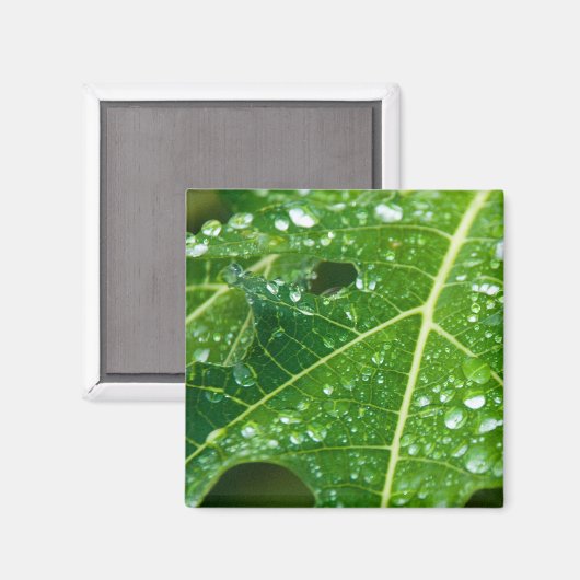 Regen druppelt op Tropisch Groen Papaya Leaf Magneet (Voorkant / Achterkant)