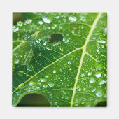 Regen druppelt op Tropisch Groen Papaya Leaf Magneet (Voorkant)