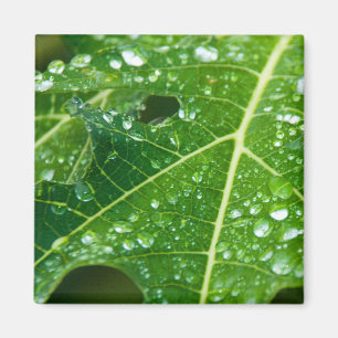 Regen druppelt op Tropisch Groen Papaya Leaf Magneet