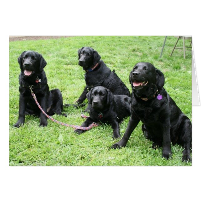 Regen en haar patriottische jongen (Voorkant Horizontaal)