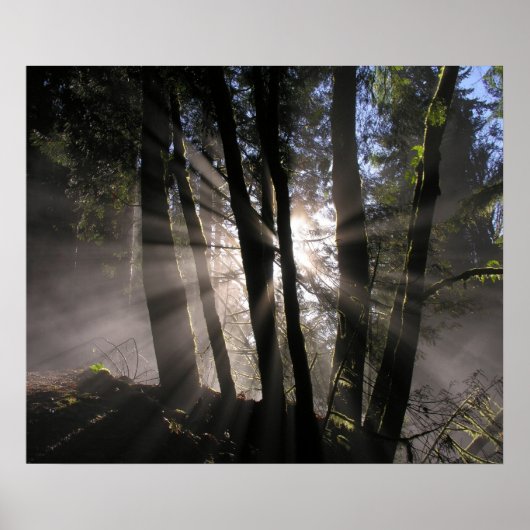 Regen Forest Sun Rays Poster (Voorkant)