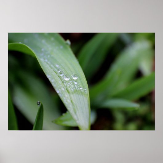 Regen gedekte grasblades poster (Voorkant)