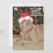 Regen in de Weimaraner's Kerstmis (Voorkant)