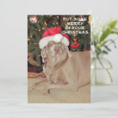 Regen in de Weimaraner's Kerstmis (Staand voorkant)
