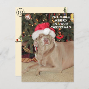 Regen in de Weimaraner's Kerstmis Briefkaart