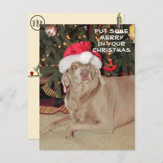 Regen in de Weimaraner's Kerstmis Briefkaart (Voorkant / Achterkant)