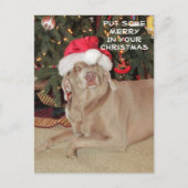 Regen in de Weimaraner's Kerstmis Briefkaart (Voorkant)