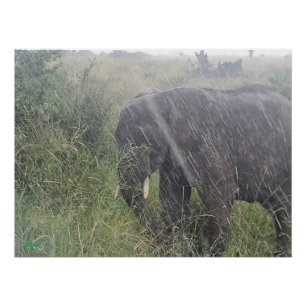 Regen naar beneden in Afrika Perfect Poster
