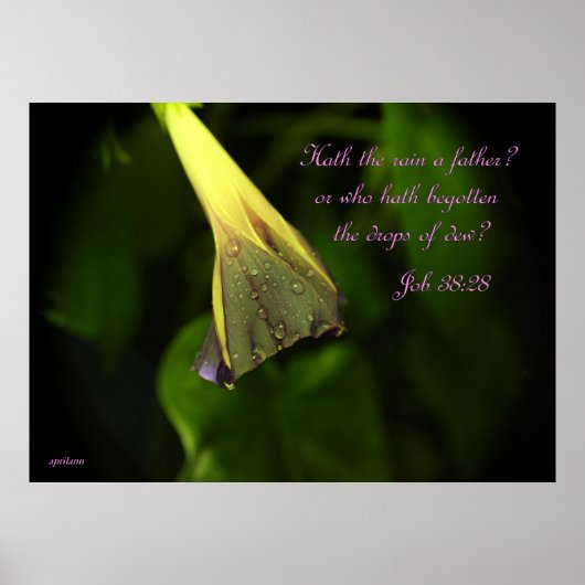 Regen op de ochtendglorie - poster (Voorkant)