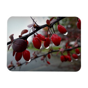 Regen op twig magneet