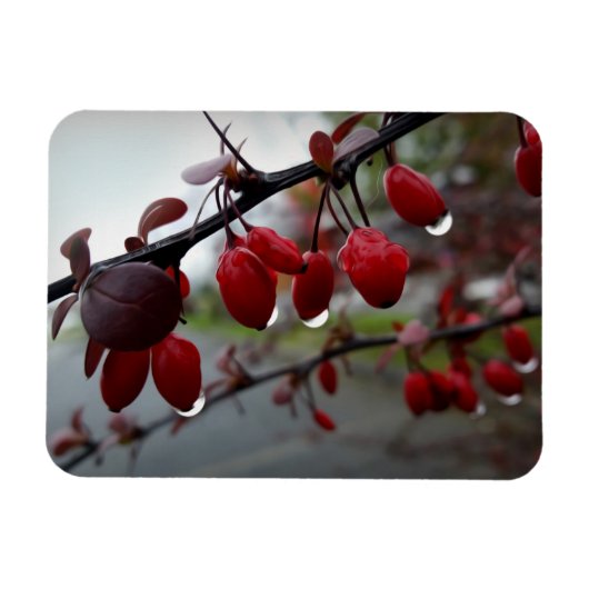 Regen op twig magneet (Horizontaal)
