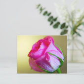 Regen Slagkussens van Natuur op roze Rose Briefkaart (Staand voorkant)