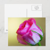 Regen Slagkussens van Natuur op roze Rose Briefkaart (Voorkant / Achterkant)
