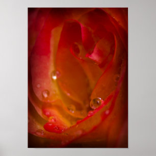 Regen valt op Roos 4 Poster