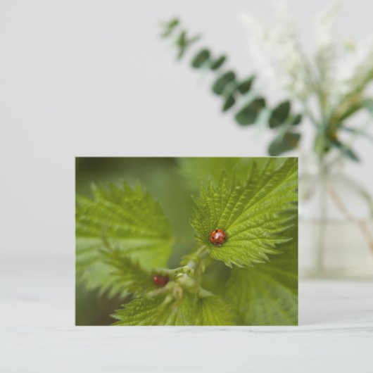 Regen van Ladybugs Briefkaart (Staand voorkant)