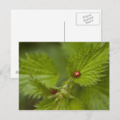 Regen van Ladybugs Briefkaart (Voorkant / Achterkant)
