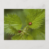 Regen van Ladybugs Briefkaart (Voorkant)