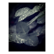 Regenachtige bladeren