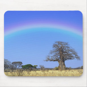 Regenboog en Afrikaanse baobabboom, Adansonia Muismat